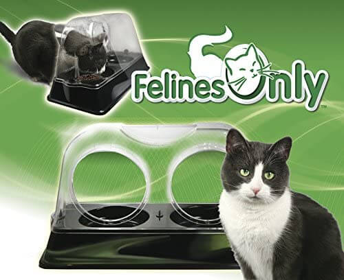 The Best Dog-Proof Cat Feeder In 2021 